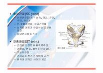 [운동치료] 견관절(Shoulder Joint) 해부학적 구조와 손상후 재활-4