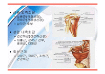 [운동치료] 견관절(Shoulder Joint) 해부학적 구조와 손상후 재활-8