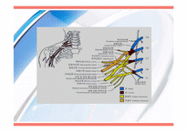 [운동치료] 견관절(Shoulder Joint) 해부학적 구조와 손상후 재활-9