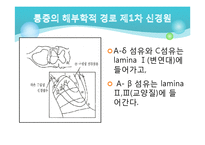 [전기치료학] 통증기전에 대해서-9