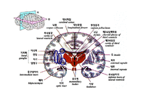 [해부생리] 기저핵[Basal Ganglia]에 대해-4