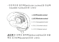 [해부생리] 기저핵[Basal Ganglia]에 대해-5
