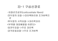 [해부생리] 기저핵[Basal Ganglia]에 대해-8