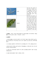 균류, 원생생물 관찰[예비 보고서]-4