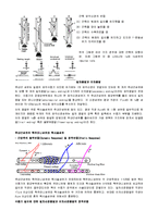 [해부생리학] 근감각수용기 - 근방추[Muscle Spindle]와 골지건기관[Golgi Tendon Organ]-3