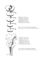 [해부생리] 척수의 신경로 [Tracts of the Spinal Cord]-4