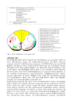[해부생리] 척수의 신경로 [Tracts of the Spinal Cord]-7
