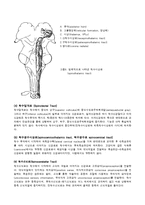 [해부생리] 척수의 신경로 [Tracts of the Spinal Cord]-11
