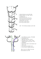 [해부생리] 척수의 신경로 [Tracts of the Spinal Cord]-12