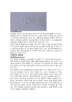 일반생물학 - 원생동물의 관찰-7