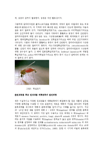 일반생물학 - 원생동물의 관찰-10