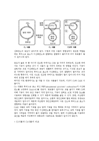 [생물학] C3 C4 CAM 식물에 관하여-6
