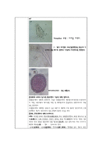 생물학 실험 보고서 - 원생생물의 관찰-2