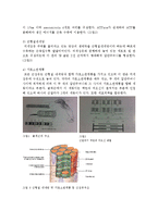 [인체생리학] 근육의 구조 및 기능-3