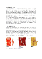 [인체생리학] 근육의 구조 및 기능-4