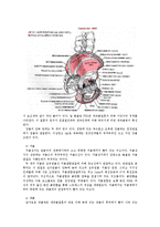 [해부생리] The Hip Joint[고관절]에 관해-3