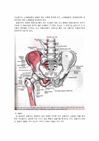 [해부생리] The Hip Joint[고관절]에 관해-4