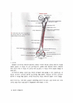 [해부생리] The Hip Joint[고관절]에 관해-7
