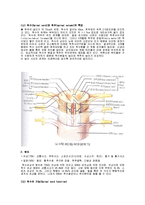 척수손상[Spinal Cord Injury; SCI]에 관해-2
