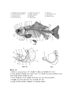 어류의 외형 관찰 및 해부 관찰 [붕어 해부]-5