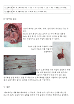 쥐[RAT] 해부 레포트-3
