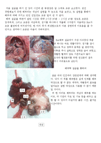 쥐[RAT] 해부 레포트-4