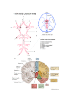 뇌손상 - cva[Cerebral Vascular Accident] 에 대해-10