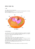 피부의 구조와 기능-1