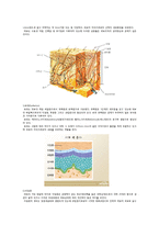 피부의 구조와 기능-3