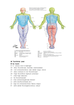 척수손상 - Spinal Cord Injury [SCI]-4
