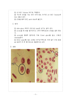생명과학 - 양파 근단세포의 유사분열 관찰-5