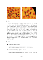생명과학 - 양파 근단세포의 유사분열 관찰-7