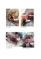해부생리학 - 돼지 심장의 해부를 통한 심장구조 관찰-2