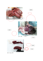 해부생리학 - 돼지 심장의 해부를 통한 심장구조 관찰-3