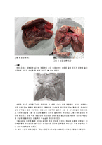해부생리학 - 돼지 심장의 해부를 통한 심장구조 관찰-4