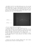 제한효소를 통한 DNA 분해와 전기 영동-2