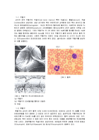 [생물학] 혈구세포 관찰 및 혈액형 판정-2