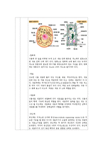 일반생물학 - 양파 표피세포 관찰-3