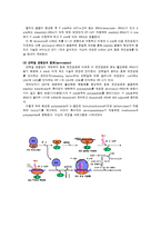 의학 - 단백질 생합성-3