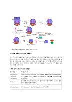 의학 - 단백질 생합성-4