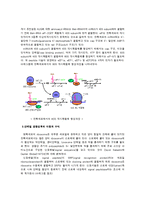 의학 - 단백질 생합성-6