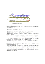 의학 - 단백질 생합성-7
