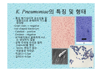 [미생물실험] 주어진 균의 일반적인 형태학적, 생화학적 특성에 의해 어떻게 배지에서 자라는지 연구-7
