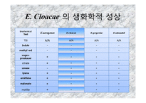 [미생물실험] 주어진 균의 일반적인 형태학적, 생화학적 특성에 의해 어떻게 배지에서 자라는지 연구-13