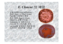 [미생물실험] 주어진 균의 일반적인 형태학적, 생화학적 특성에 의해 어떻게 배지에서 자라는지 연구-15