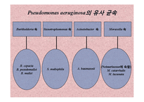 [미생물실험] 주어진 균의 일반적인 형태학적, 생화학적 특성에 의해 어떻게 배지에서 자라는지 연구-17