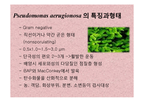 [미생물실험] 주어진 균의 일반적인 형태학적, 생화학적 특성에 의해 어떻게 배지에서 자라는지 연구-19
