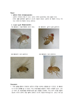 [일반생물학실험] 초파리 관찰실험 예비&결과-5