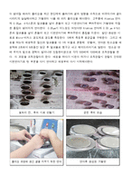 실험보고서 - 강의 열처리 전,후에 따른 미세조직관찰-3