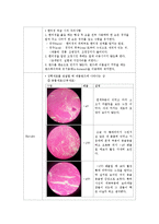 생물학실험 - 진핵생물 현미경 관찰[동물세포, 식물세포]-2